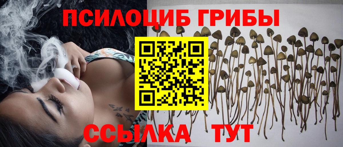 Псилоцибиновые грибы Psilocybine cubensis Кисловодск